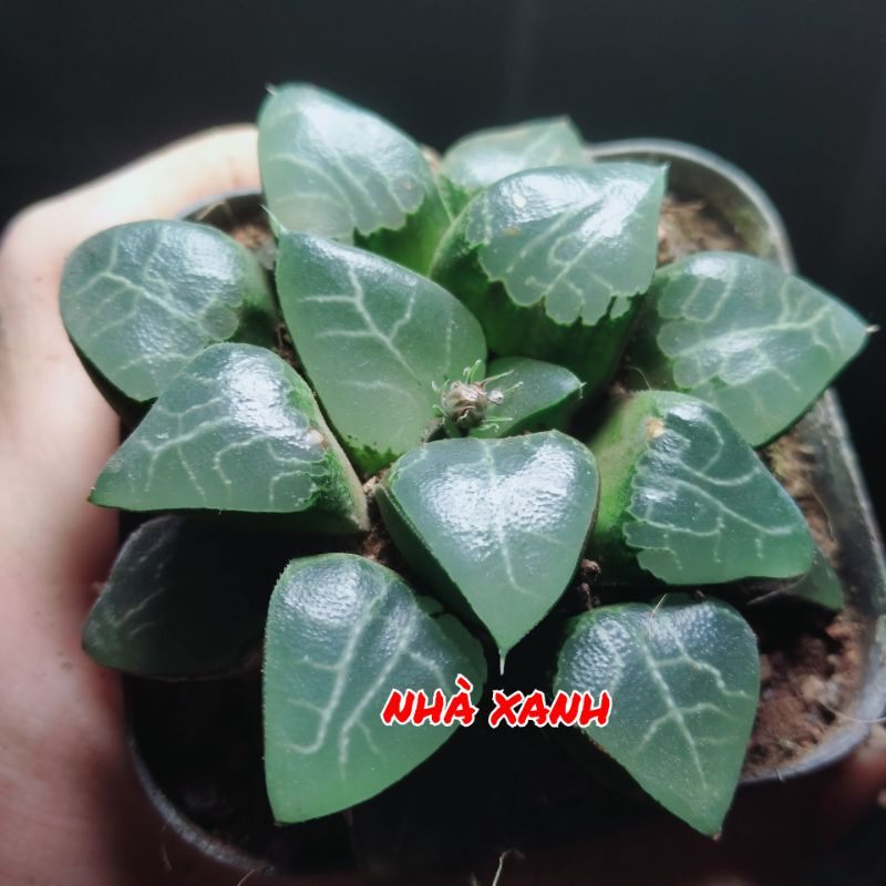 Sale 50%- Sen đá Haworthia Bayeri rất đẹp.