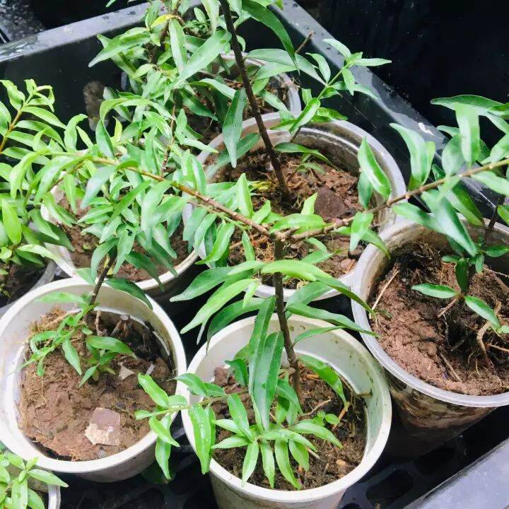cây mai chiếu thủy