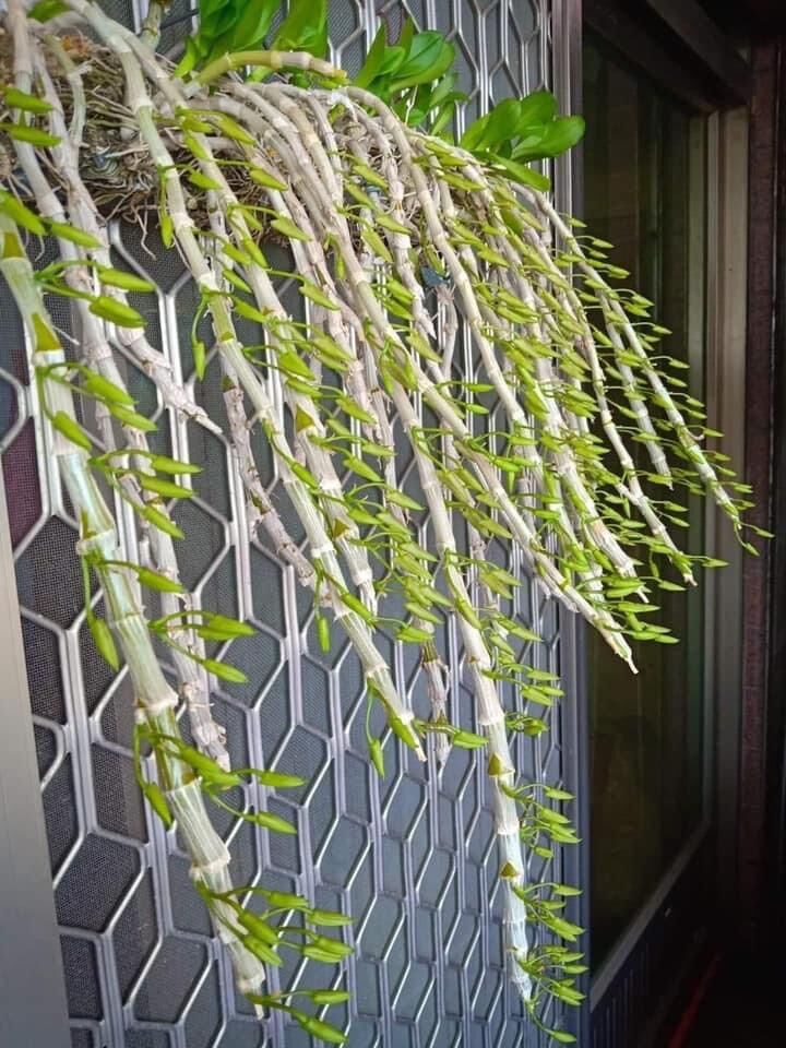 Hoa Lan long tu(1khóm 2-3 thân)