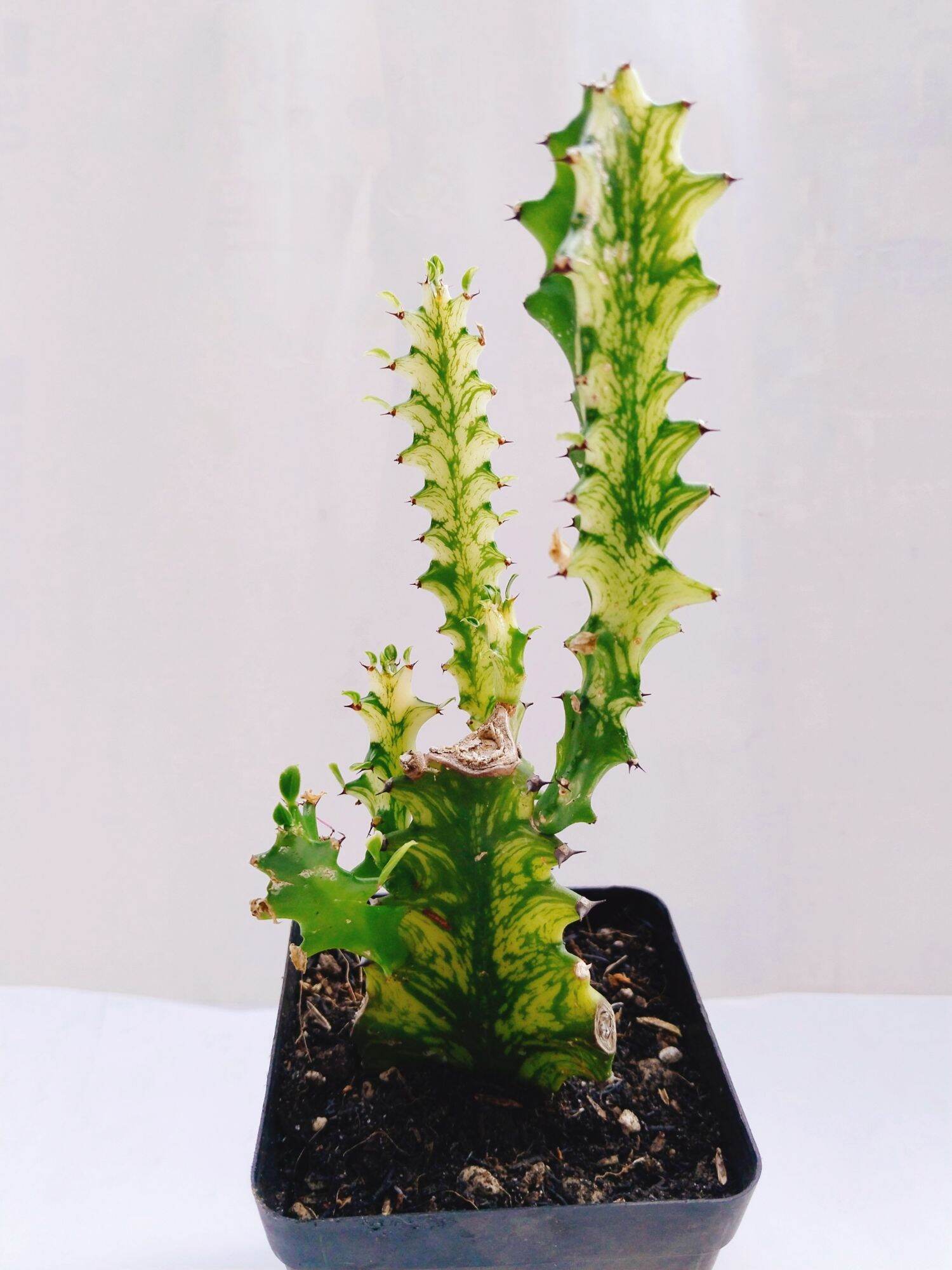 Xương rồng euphoria var vàng