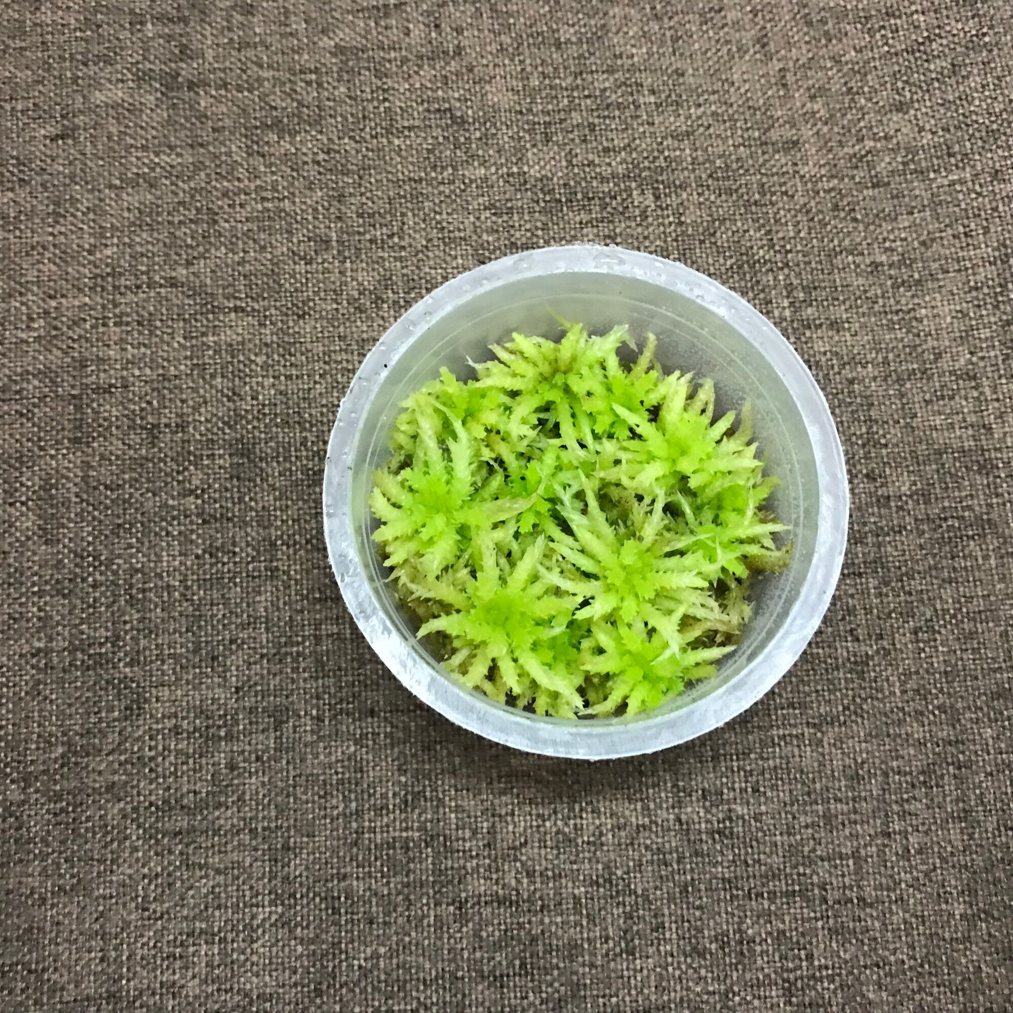Hộp dớn Lescuri size 6,8cmx3cm