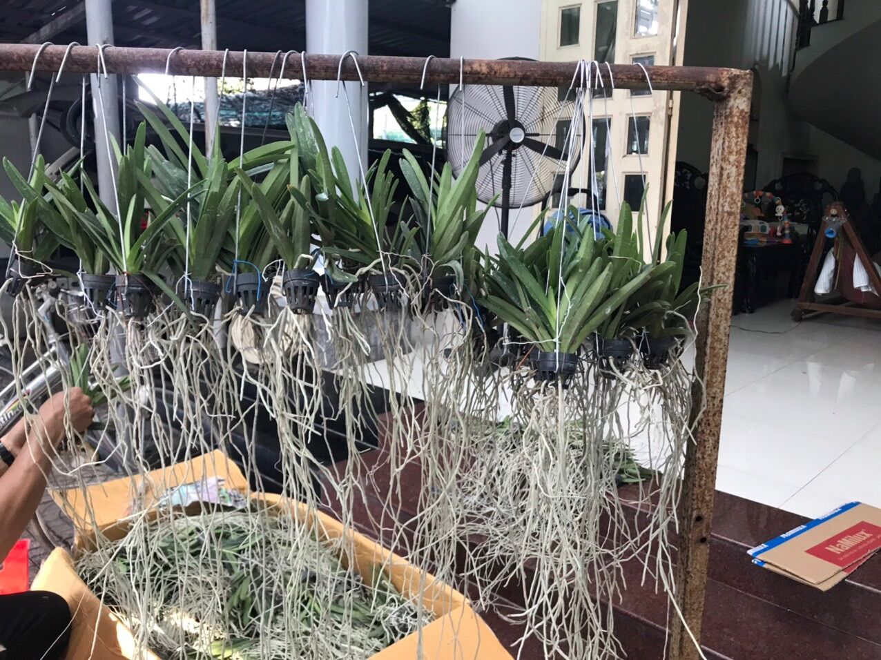 Lan Vanda Lai Hoa Màu Tím - Cây Con