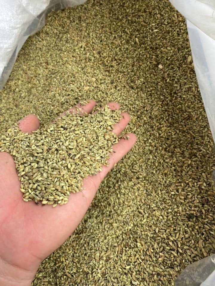 Hoa hoè 500g hổ trợ ổn định huyết áp, tim mạch