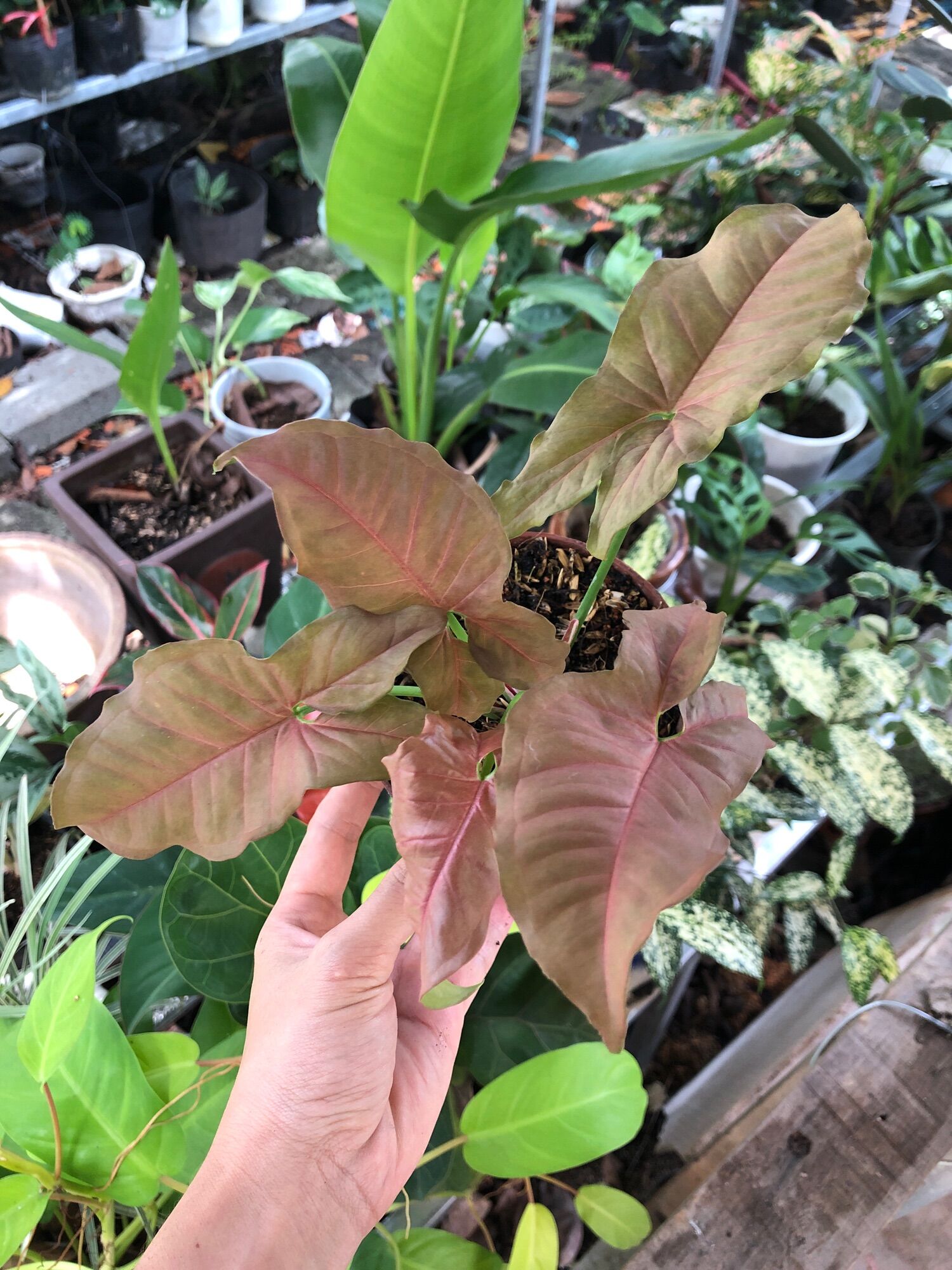 Cây giống trầu bà Hồng