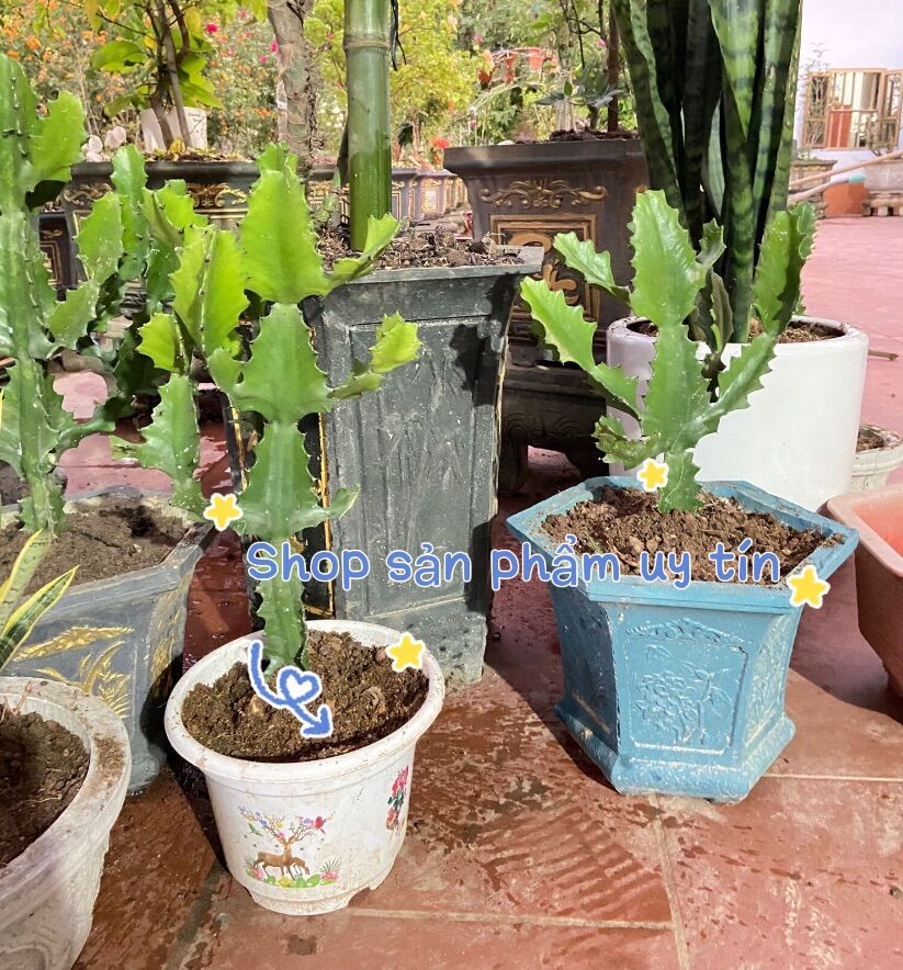 Xương rồng (loại có nhánh trang trí)mua 5 tặng 1