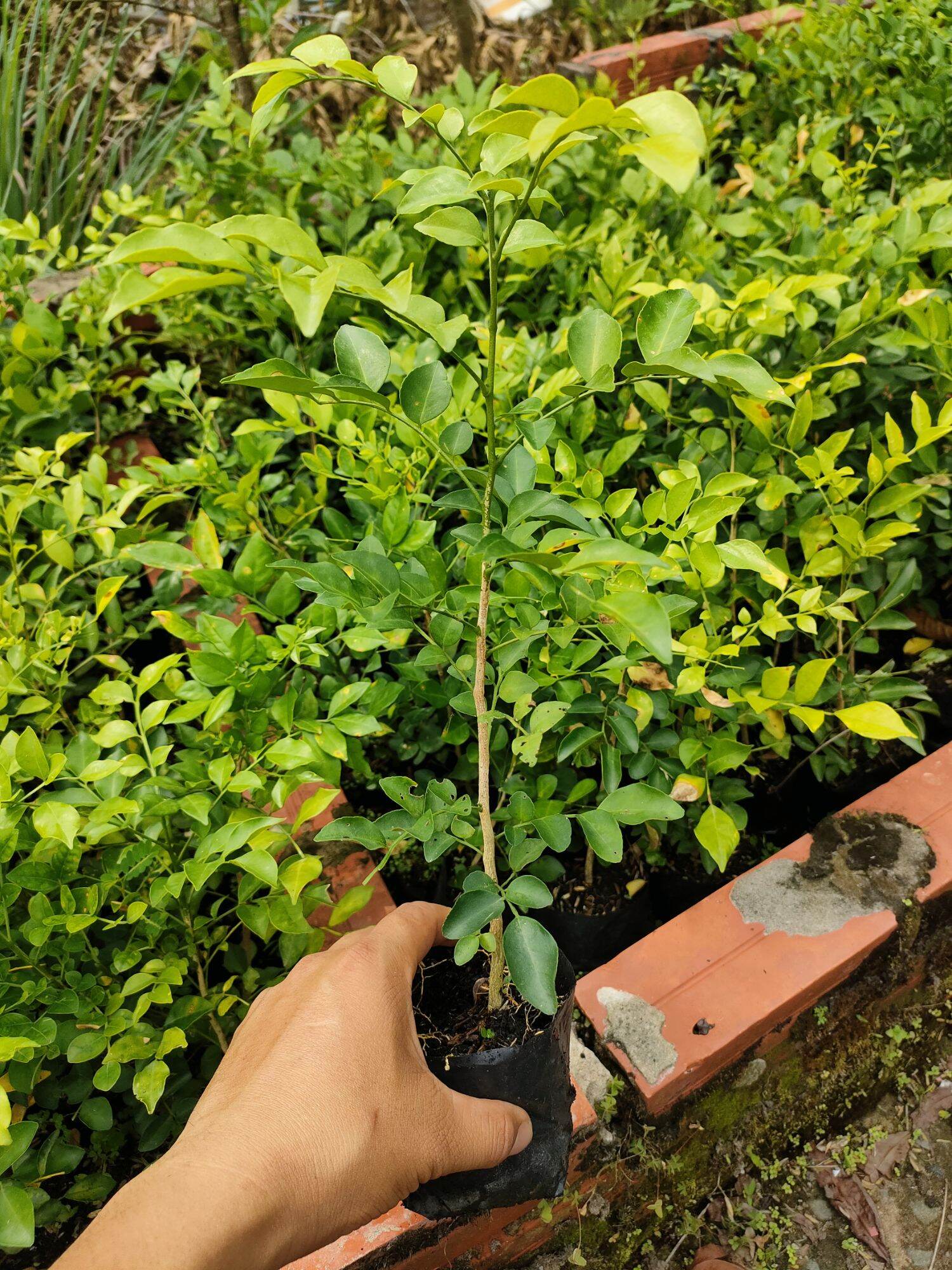 20 cây nguyệt quế con