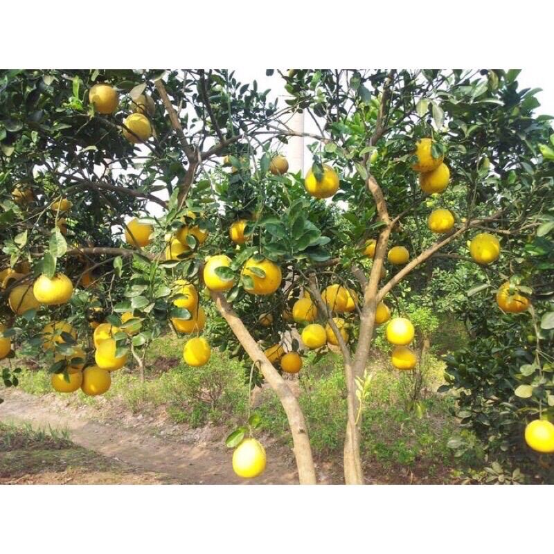 BƯỞI DIỄN NGỌT LỊM