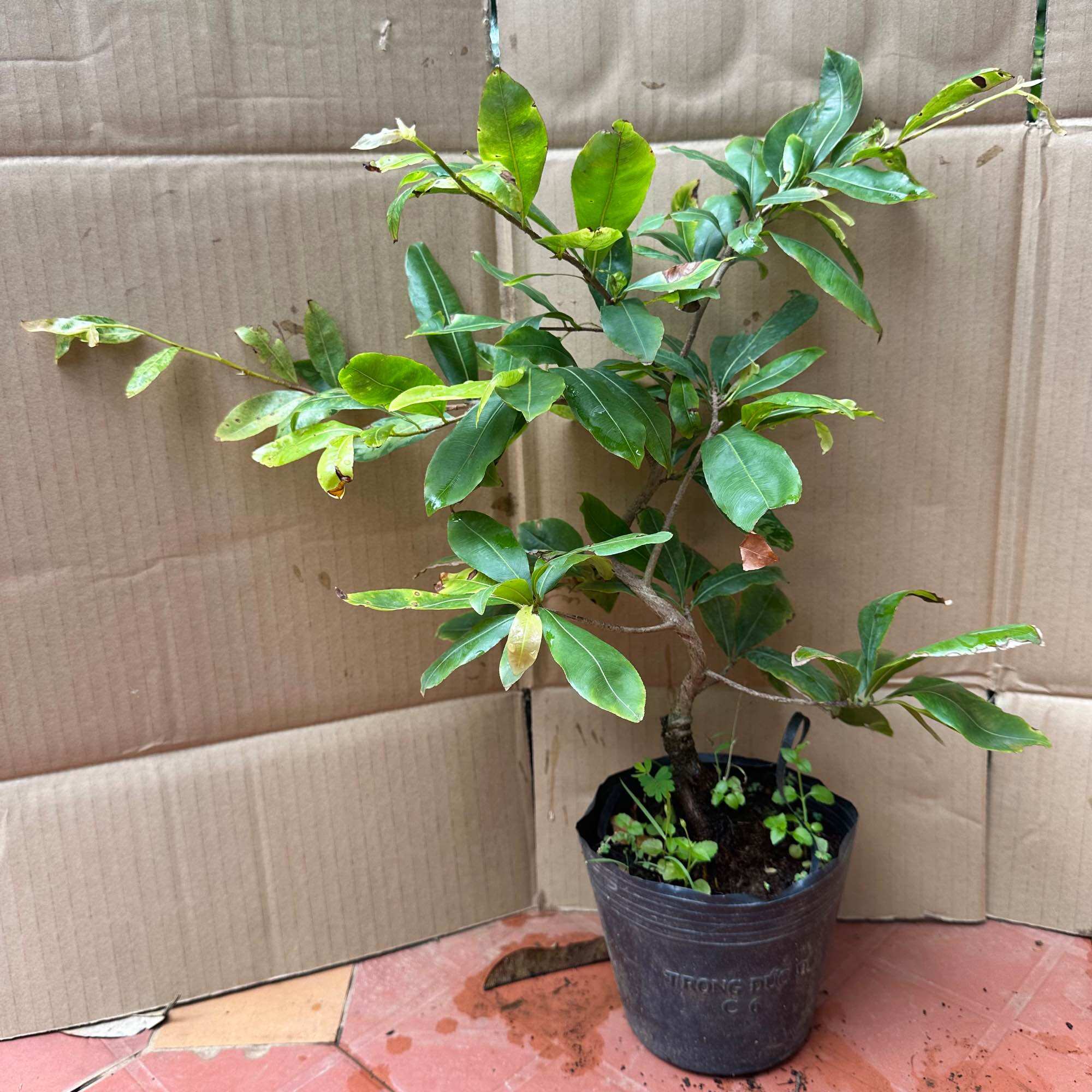 Cây bạch mai Tân Tân - bonsai gốc ghép đẹp, hoa màu trắng