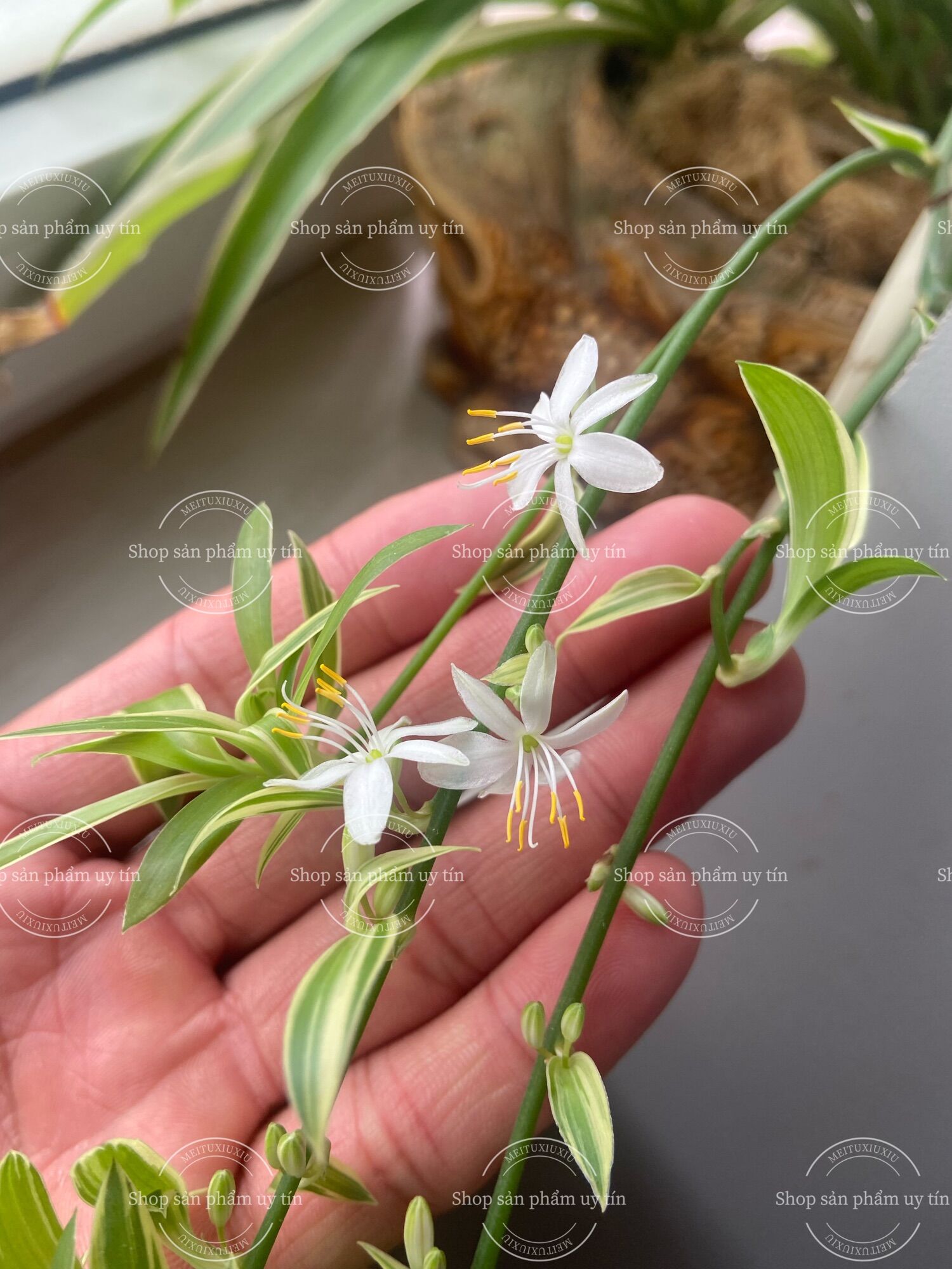Cỏ lan chi có rễ