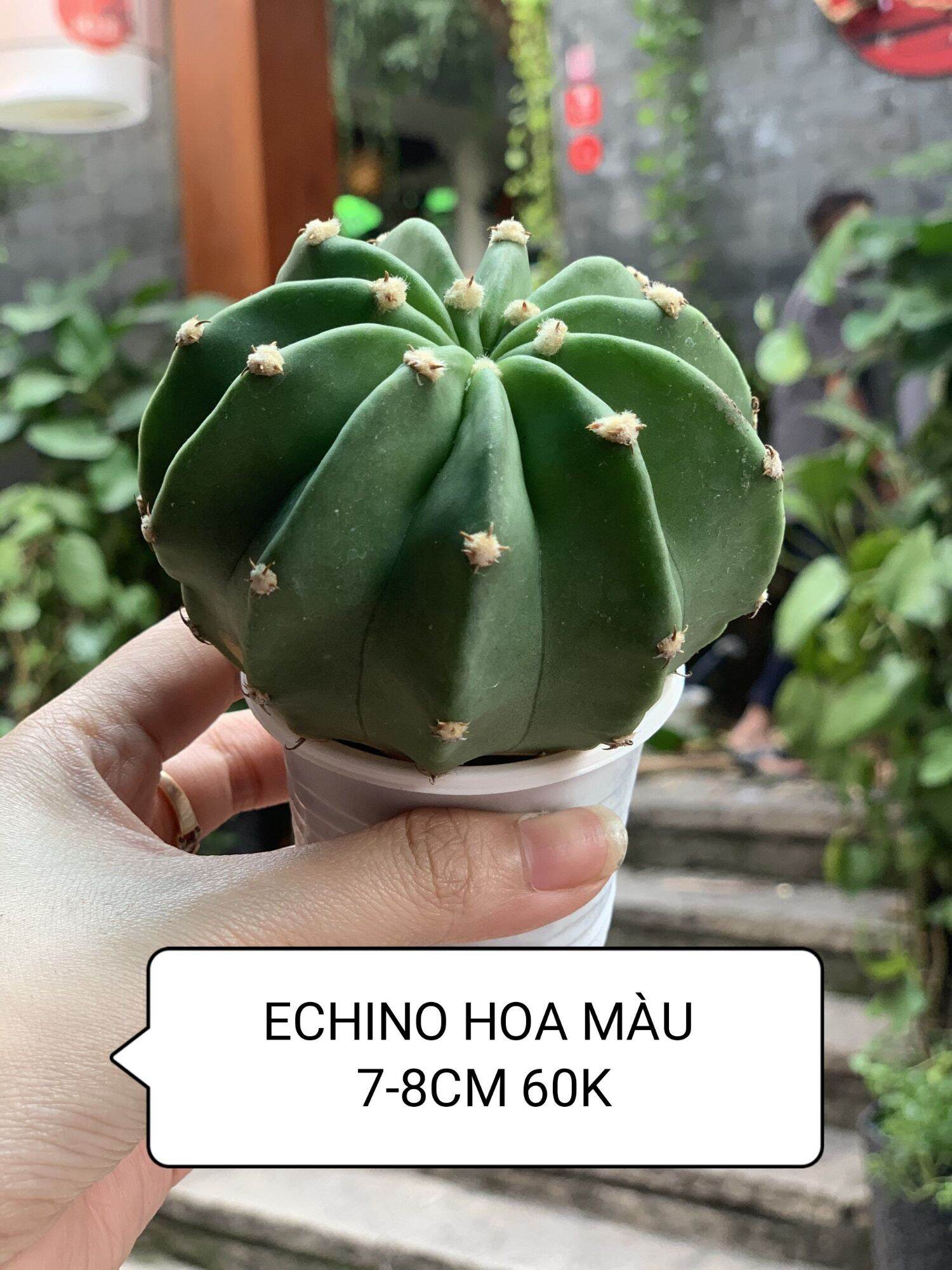Xương rồng echino hoa màu 7-8cm
