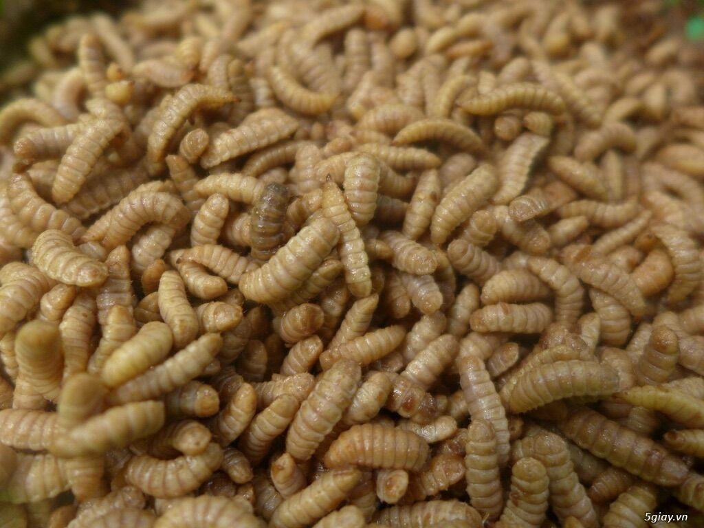 Sâu canxi sấy