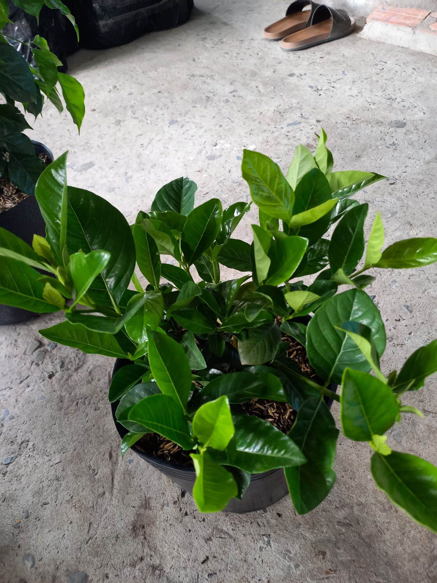 Chậu cây bạch thiên hương