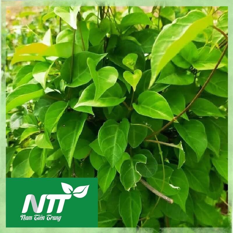 Hạt Giống Lá Giang
