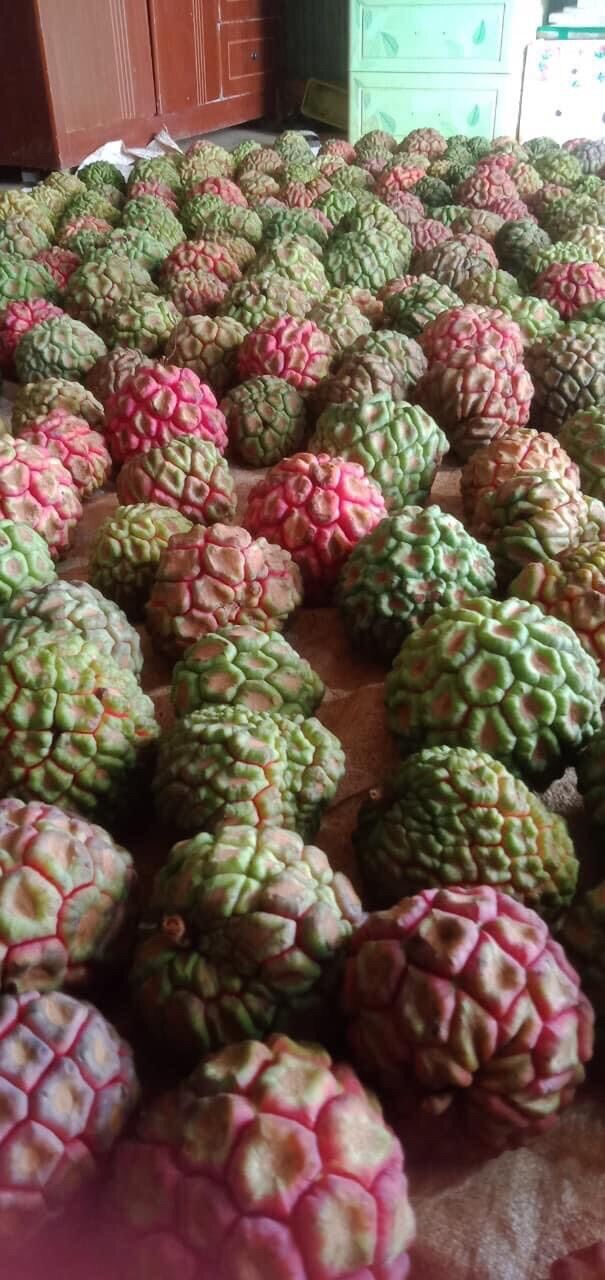 Quả na rừng Tây Bắc (1kg)
