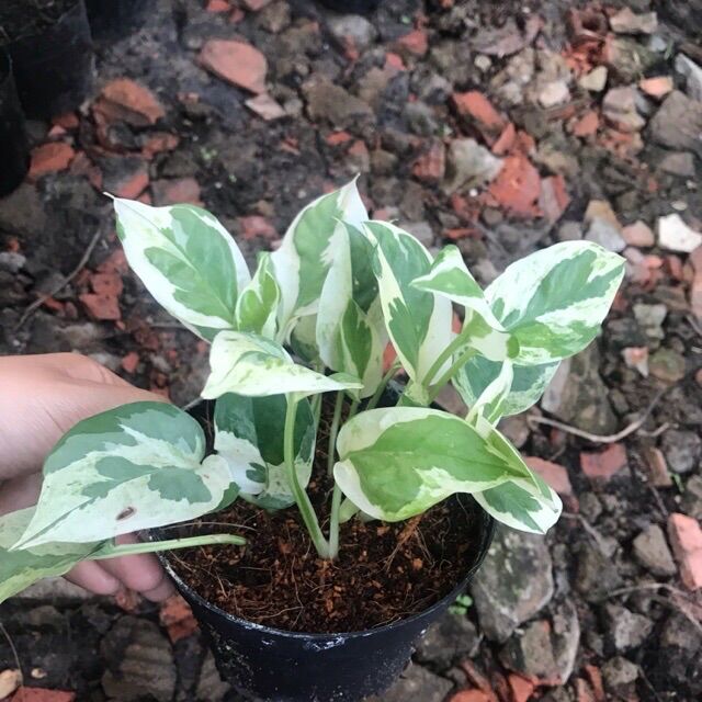 Cây trầu bà Ngọc thủy
