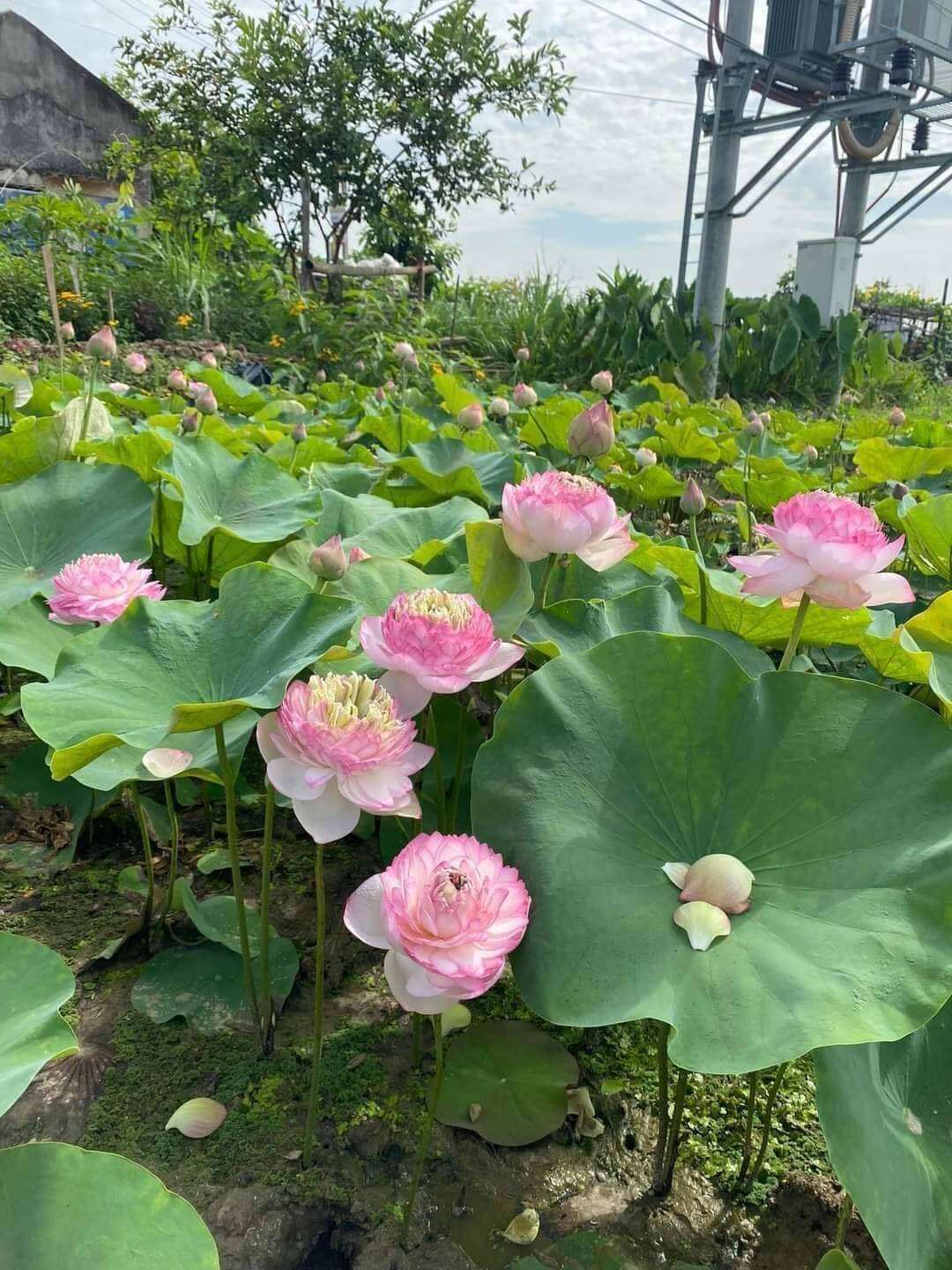 củ giống sen juwaba