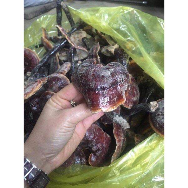 250g nấm lim xanh