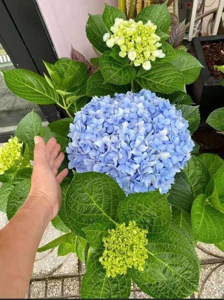 CHẬU CÂY HOA CẨM TÚ CẦU