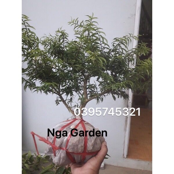 Cây mai chiếu thuỷ bonsai mini ngagarden