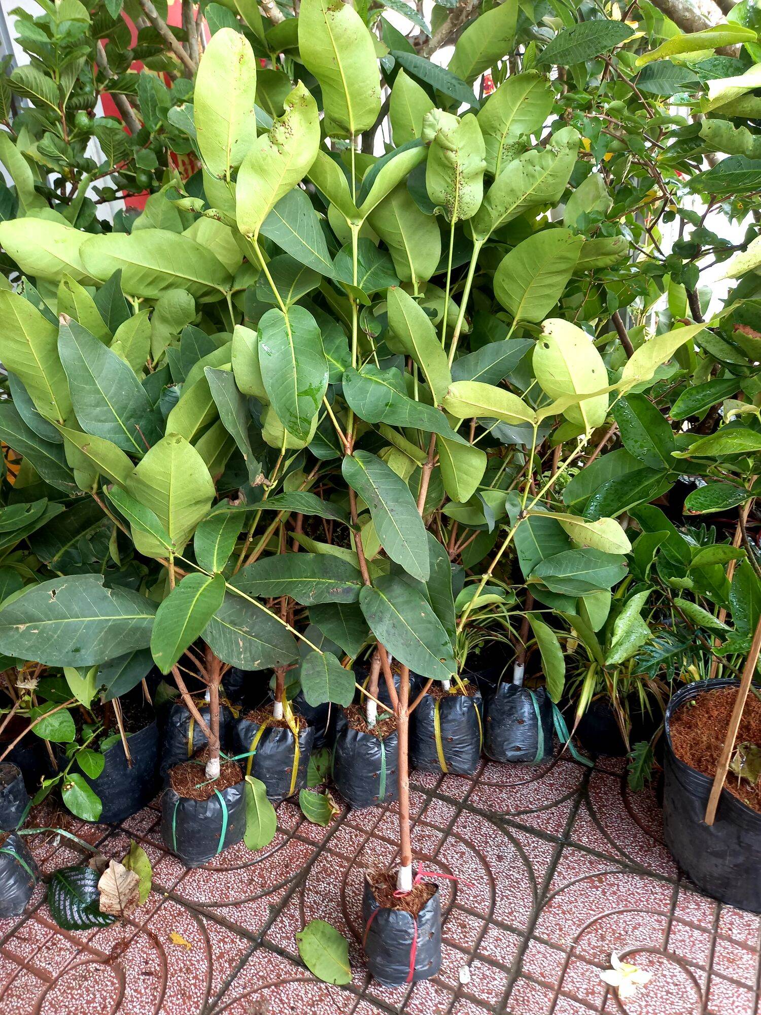 Cây mận đường xanh,tam hoa.