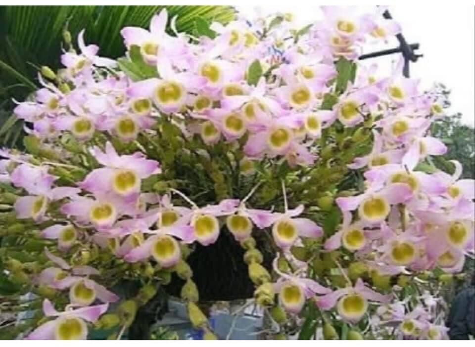 Hoa Lan  chuỗi ngọc(1 bó) vv