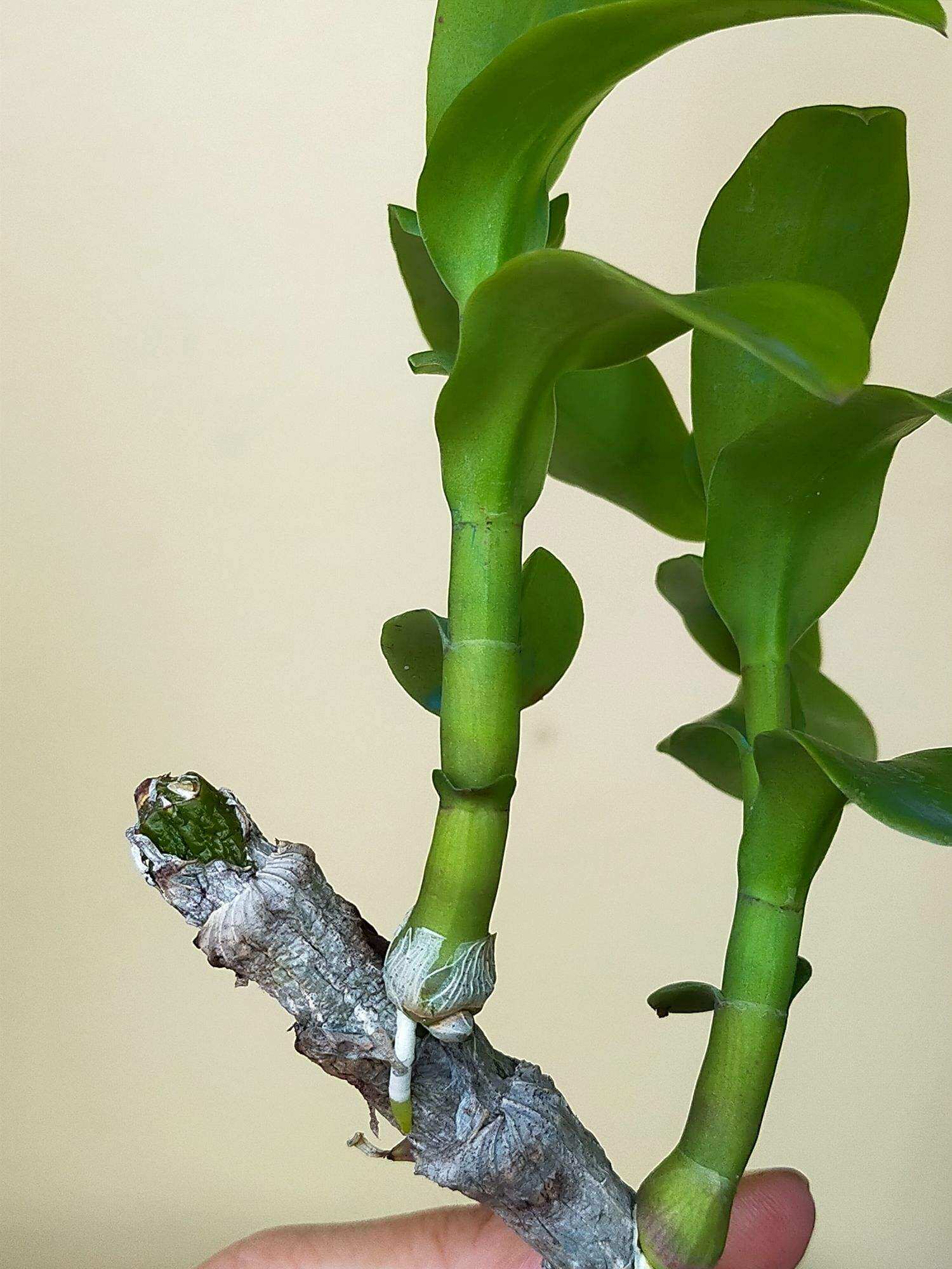 Ki Phi điệp thân thủ lá mít