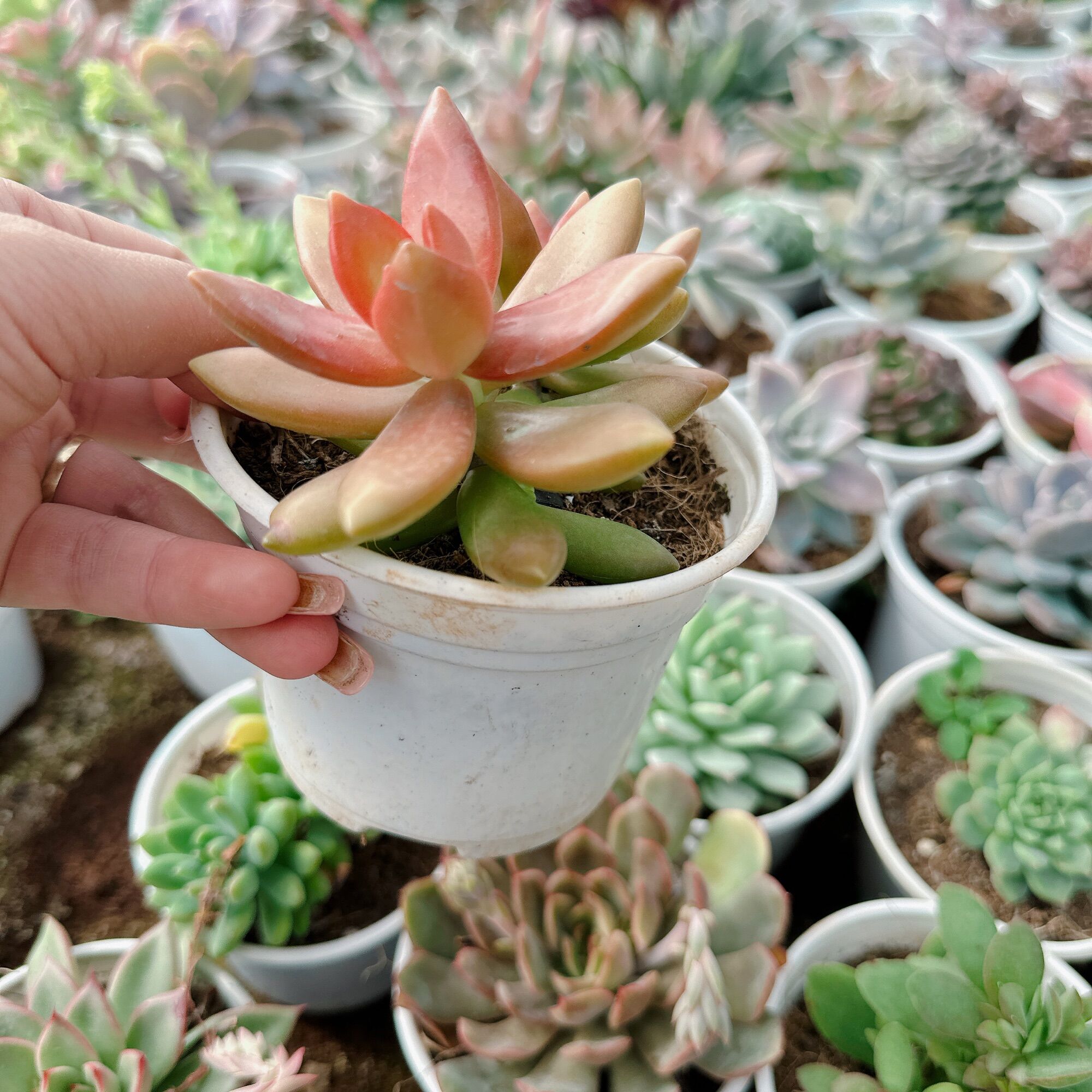 Sen đá đá đỏ size trung 5-7cm xuất vườn đà Lạt