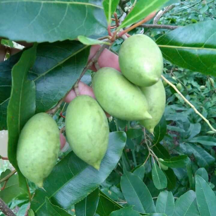 Cây cà na siêu trái..giống Thái mau cho trái