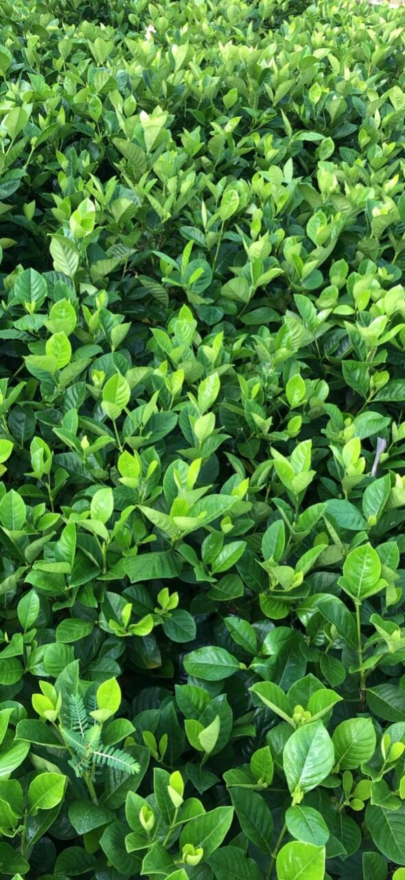 Cây bạch thiên hương hoa thơm