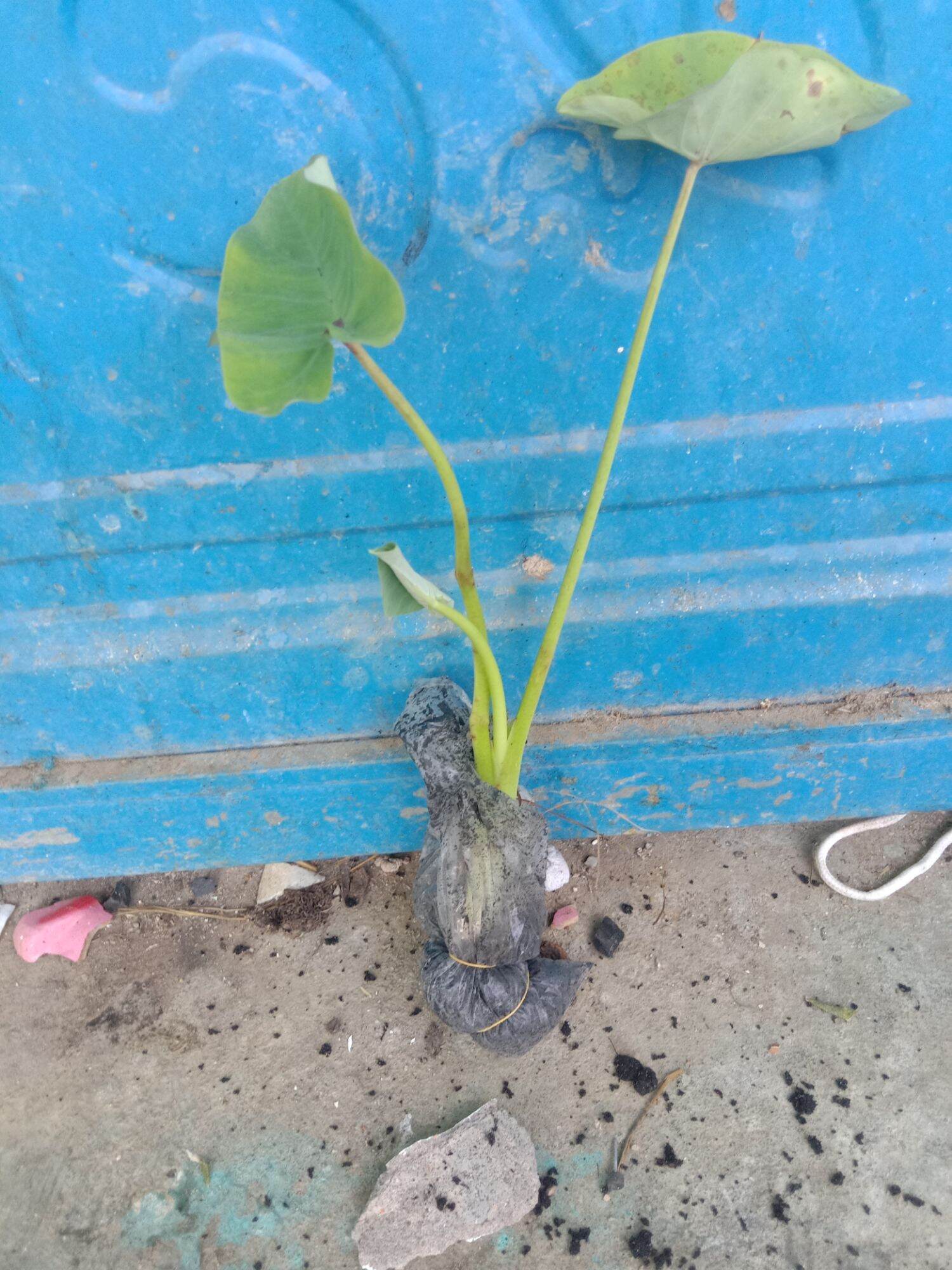 2 cây bạc hà giống nấu canh ( cây dọc mùng)