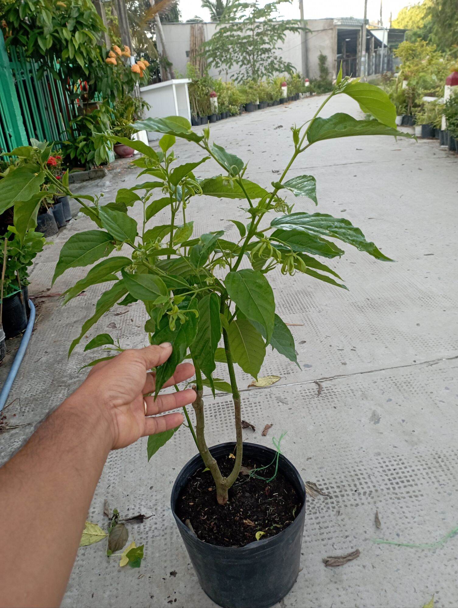 bông chúa, lan hoàng hậu. hoàng lan đang bông nụ