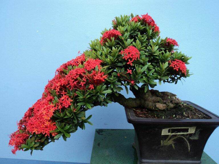 [HCM]Trang đỏ mini bonsai dáng đẹp