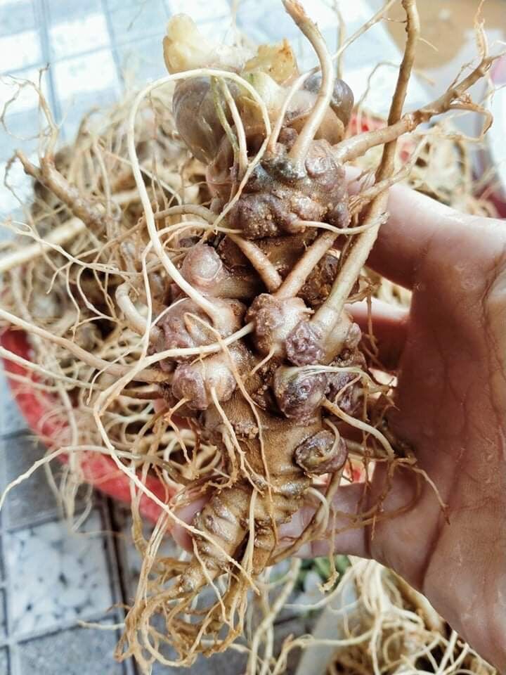 Tam thất Bắc tươi