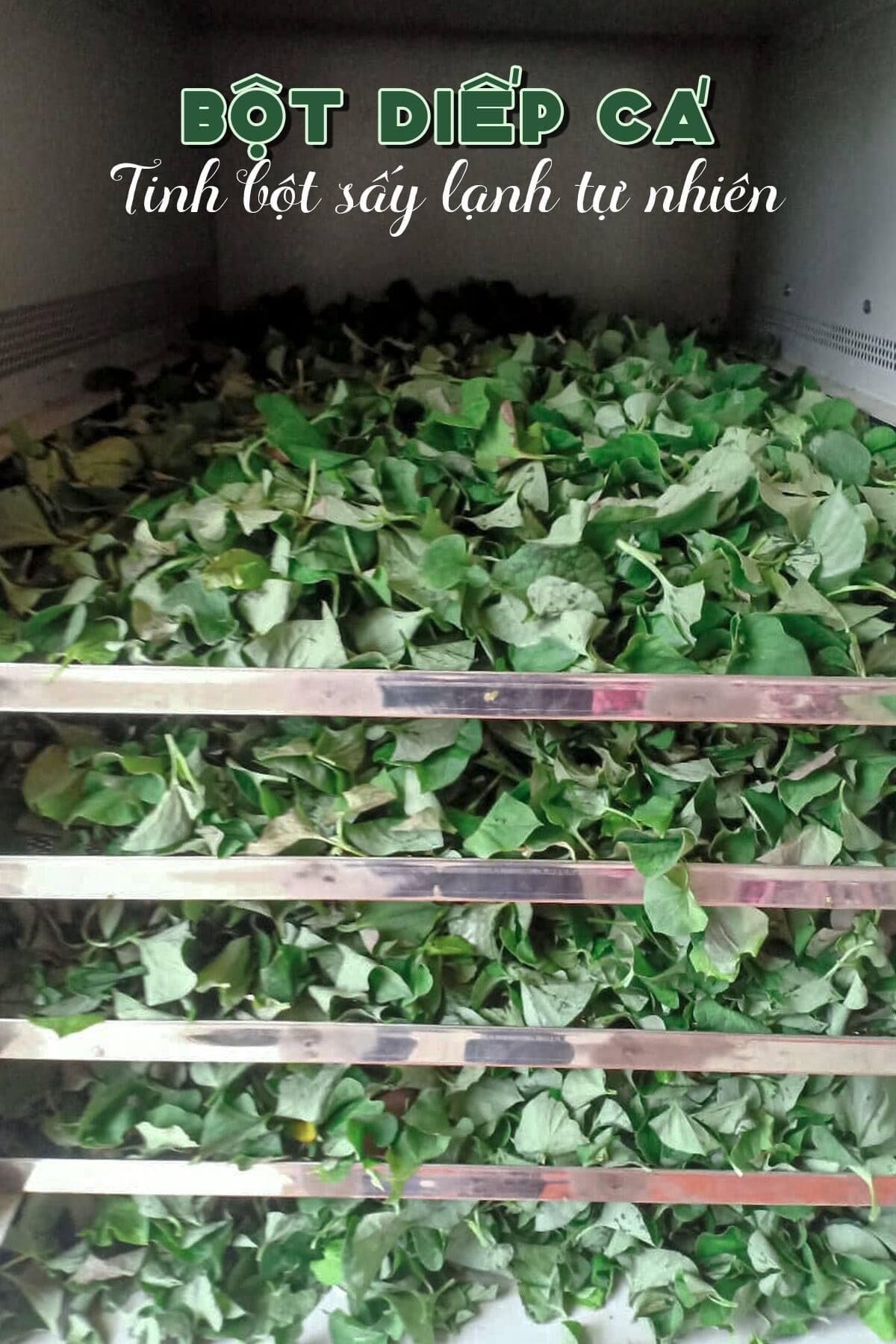 Bột diếp cá sấy lạnh hộp 500g