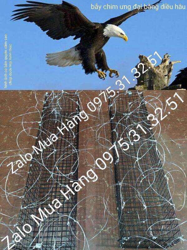 Bẫy chim ưng đại bàng diều hâu