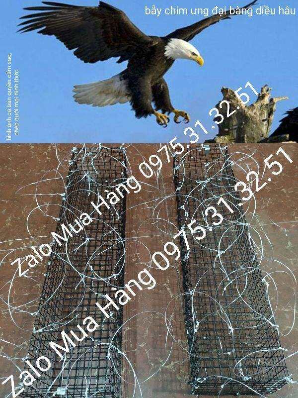 Bẫy chim ưng đại bàng diều hâu