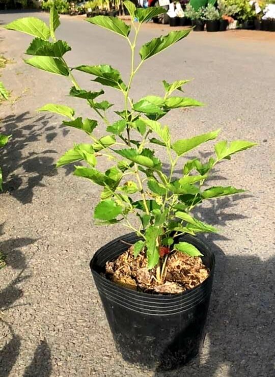 Cây dâu tằm đang trái