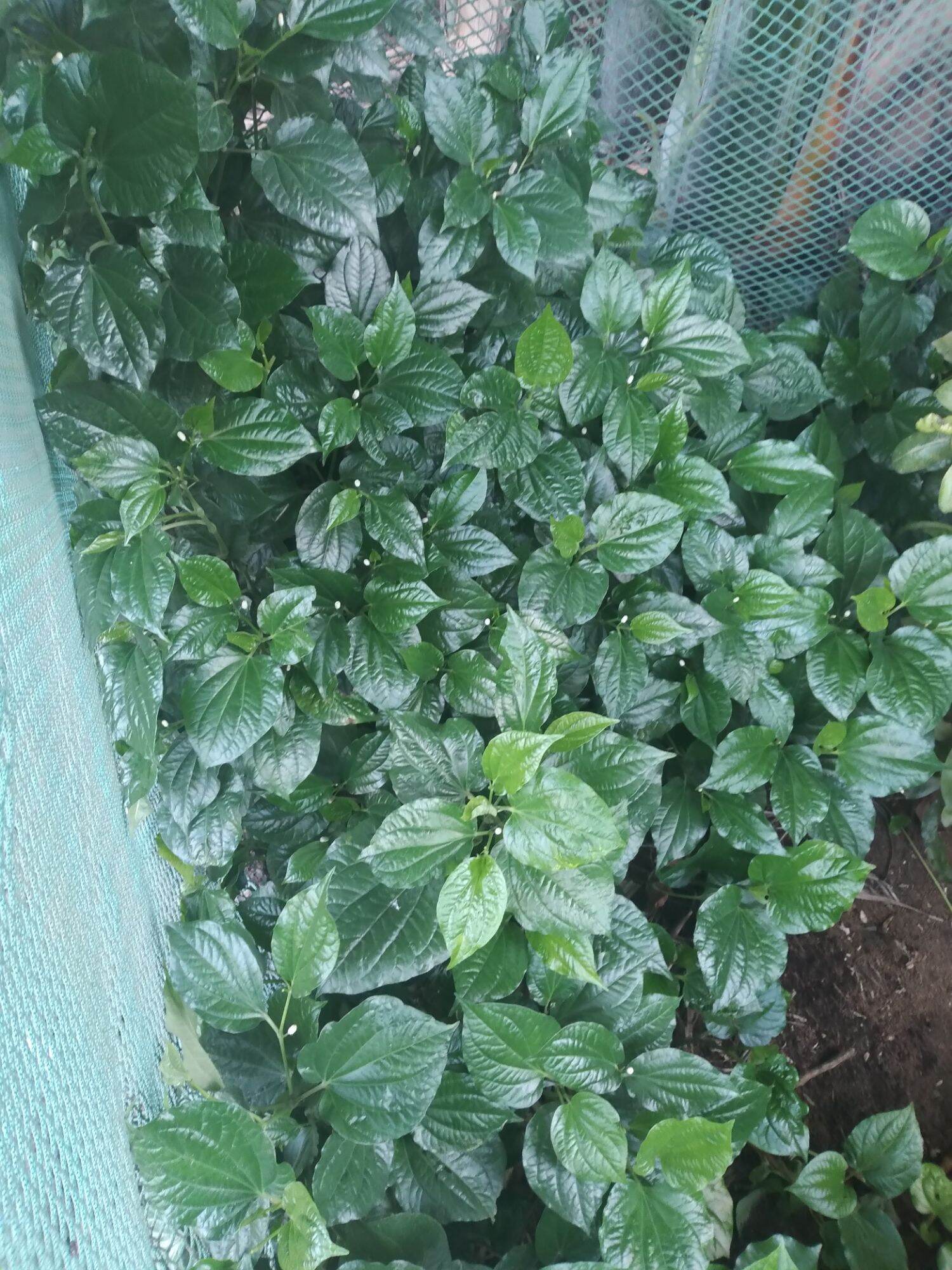 LÁ LỐT TƯƠI 100 GRAM