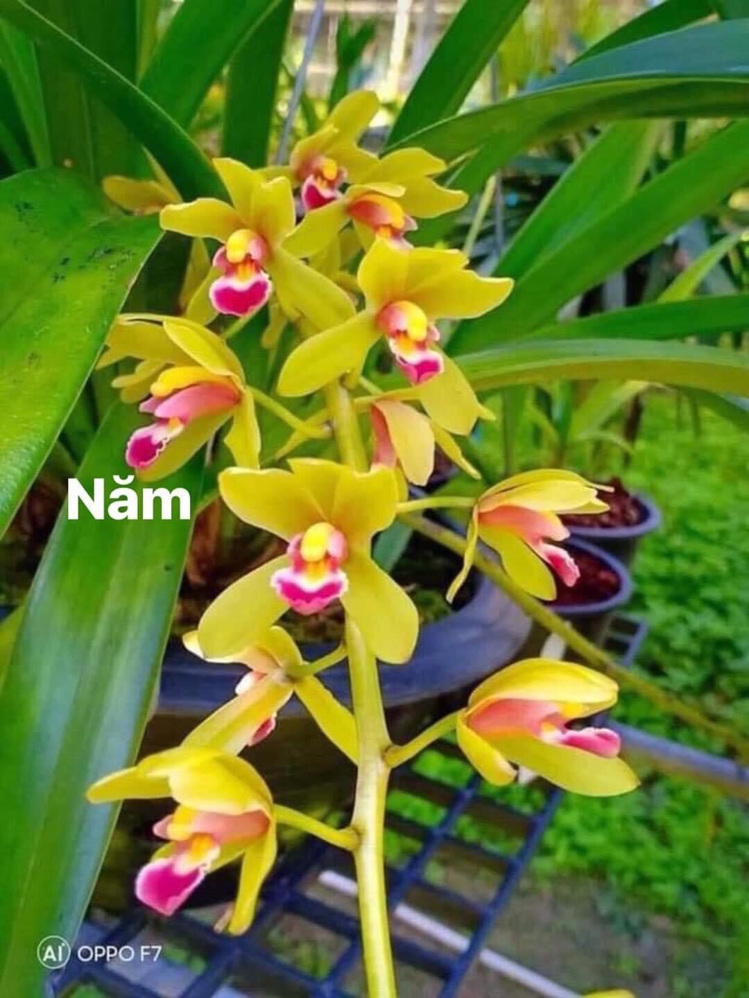 Hoa lan kiếm thái