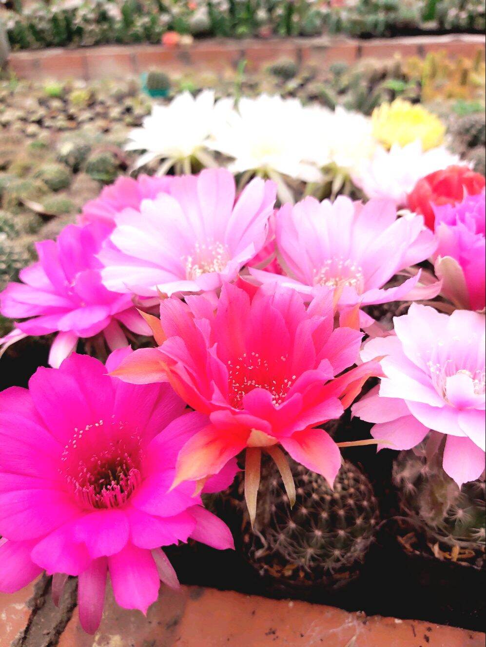 Xương Rồng LobiVia