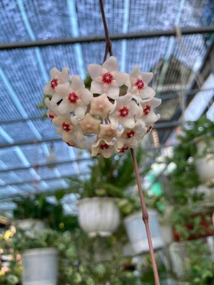 Cẩm cù