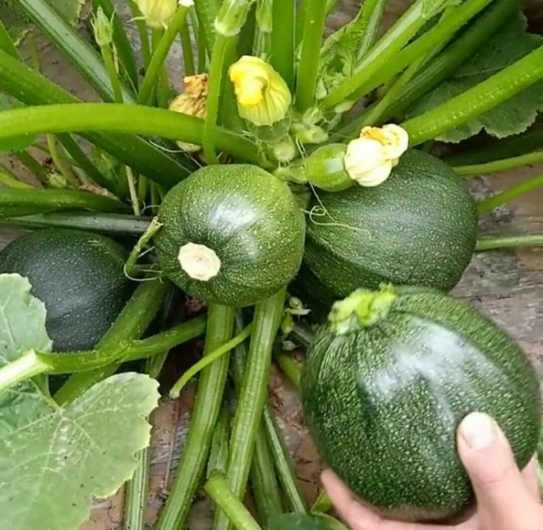 Hạt Giống Bí Ngòi Tròn Năng Suất Cao