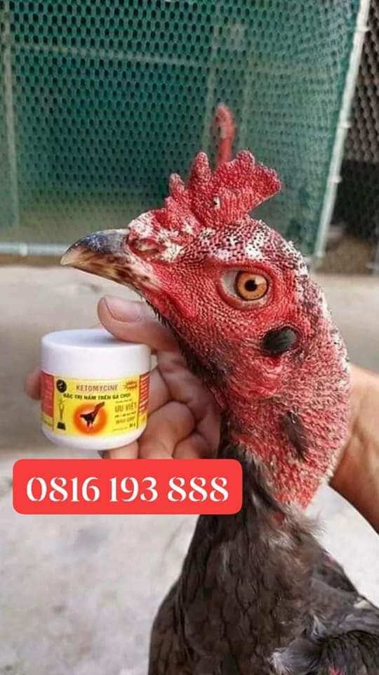 Nấm mốc ưu việt