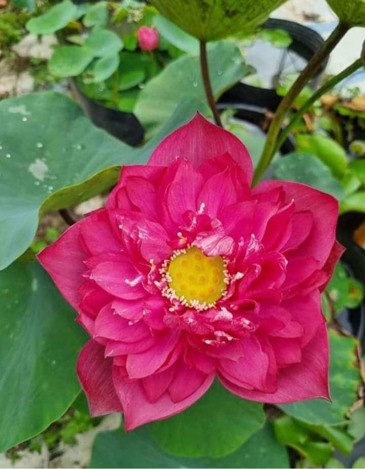 3 củ sen 3 màu