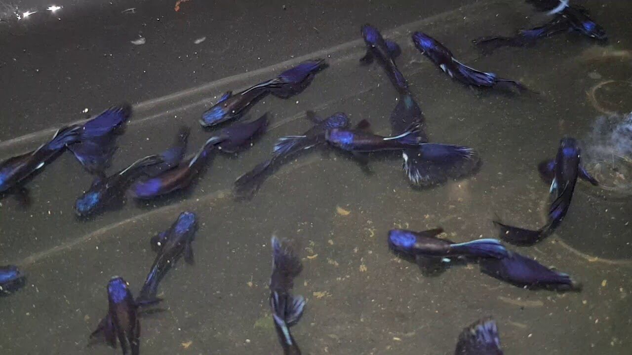 Cá bảy màu blue tazzan viên ngọc xanh giữa dòng nước dễ nuôi thân thiện, quay clip khui hàng để được hoàn tiền khi có rủi ro