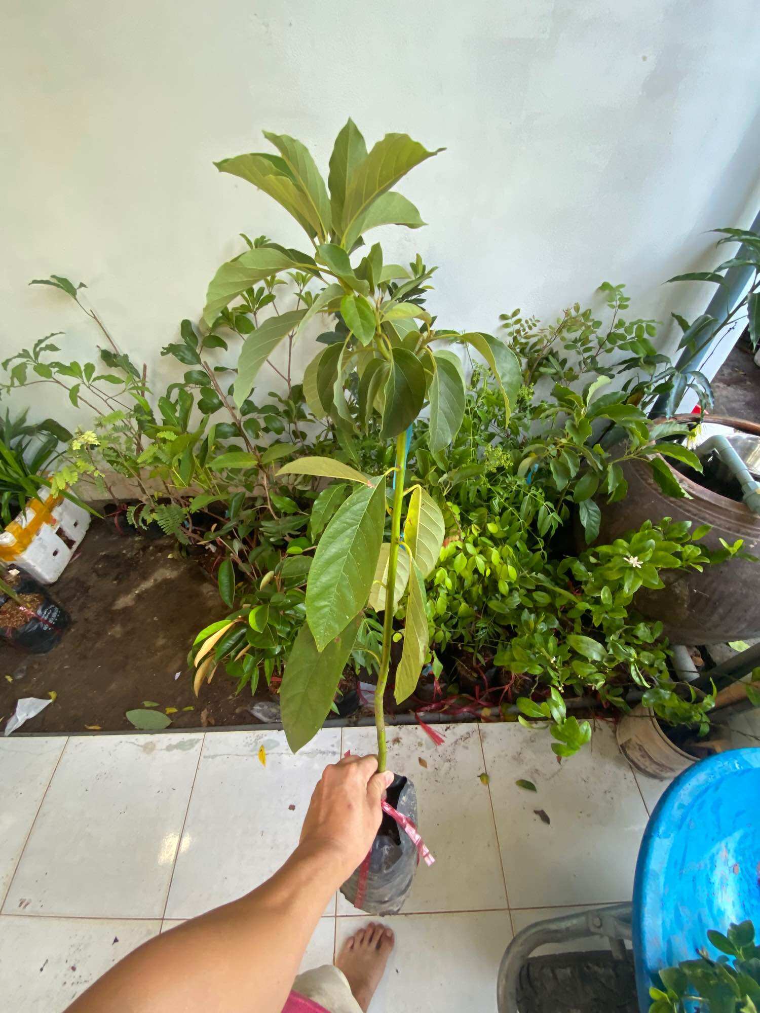 Cây Bơ 034 ( cây bơ giống trái dài 034 )