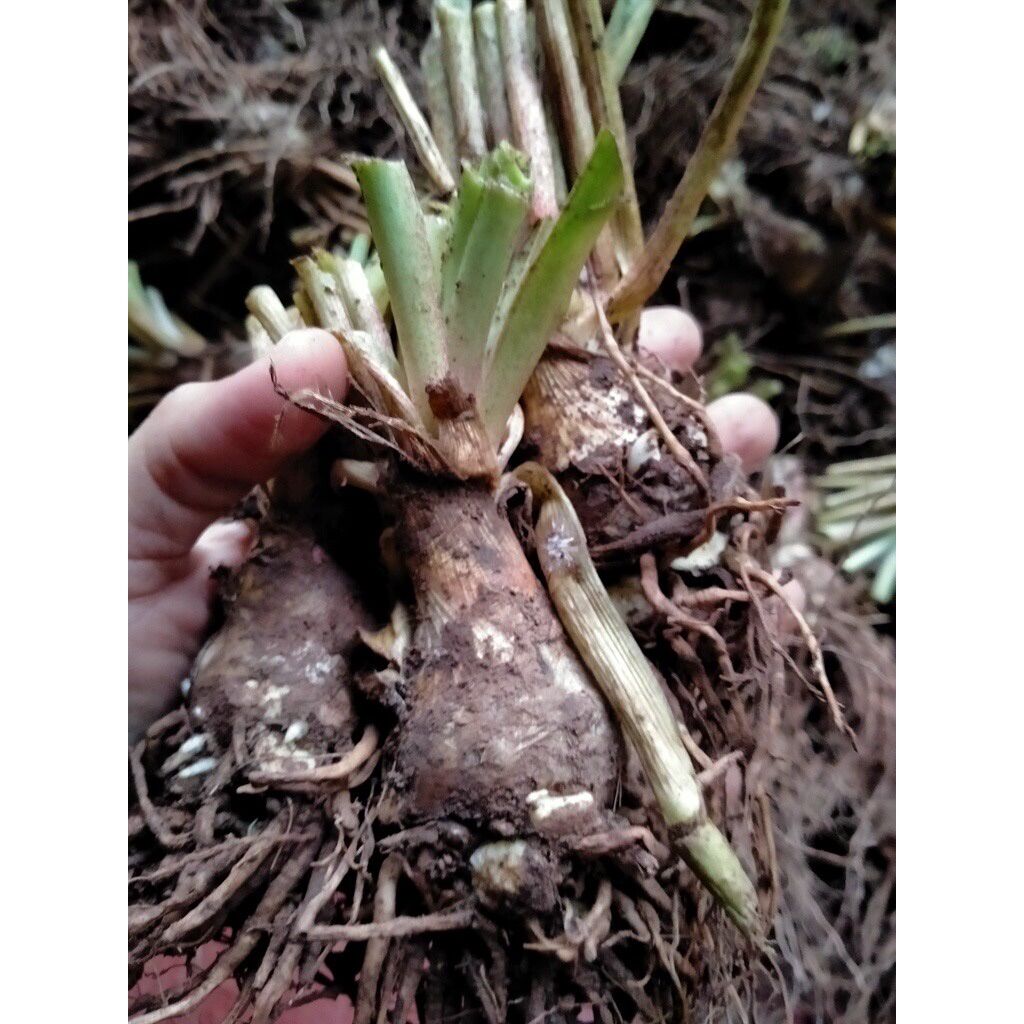 Củ Huệ trắng cánh kép