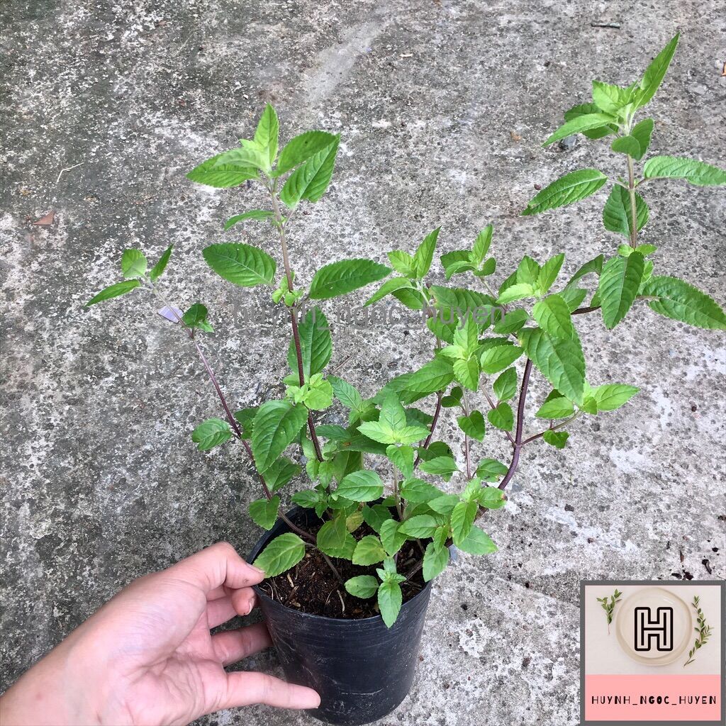 Chậu sương sáo