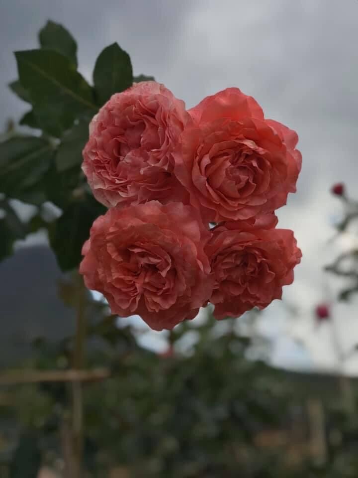 Hoa hồng ngoại Corail rose