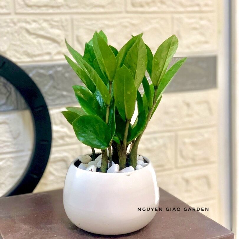 Cây Kim tiền kim phát tài chậu sứ tròn mang may mắn tài lộc, trang trí nội thất, làm quà tặng ý nghĩa